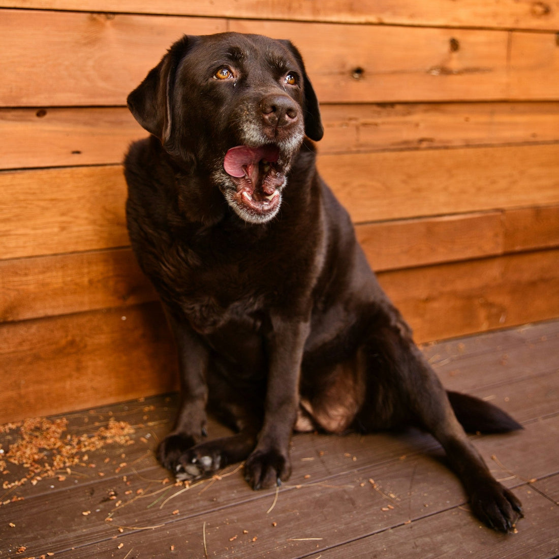 🐾 How to Care for a Senior Dog: A Complete Guide for Pet Parents