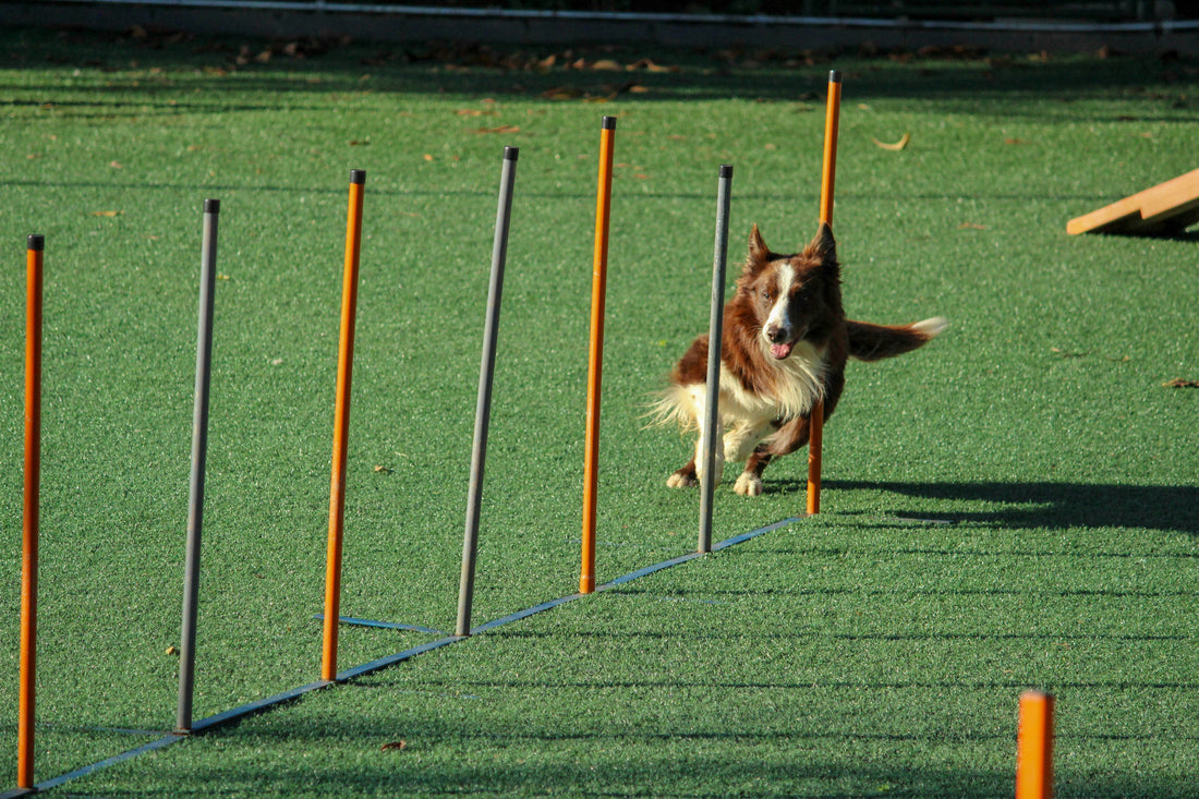 Simple Dog Training at Home That Actually Works
