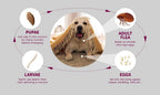 Up to 10Pcs PawfectFriend Long-Lasting Dog Collars – Plant-Based Formula, Adjustable & Waterproof 