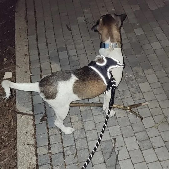 PawfectFriend Reflective Night Dog Harness & Leash Set – Vest Style Durable Nylon No-Pull Harness 