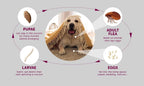 PawfectFriend Long-Lasting Dog Collar – Plant-Based Formula, Adjustable & Waterproof 