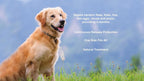 PawfectFriend Long-Lasting Dog Collar – Plant-Based Formula, Adjustable & Waterproof 