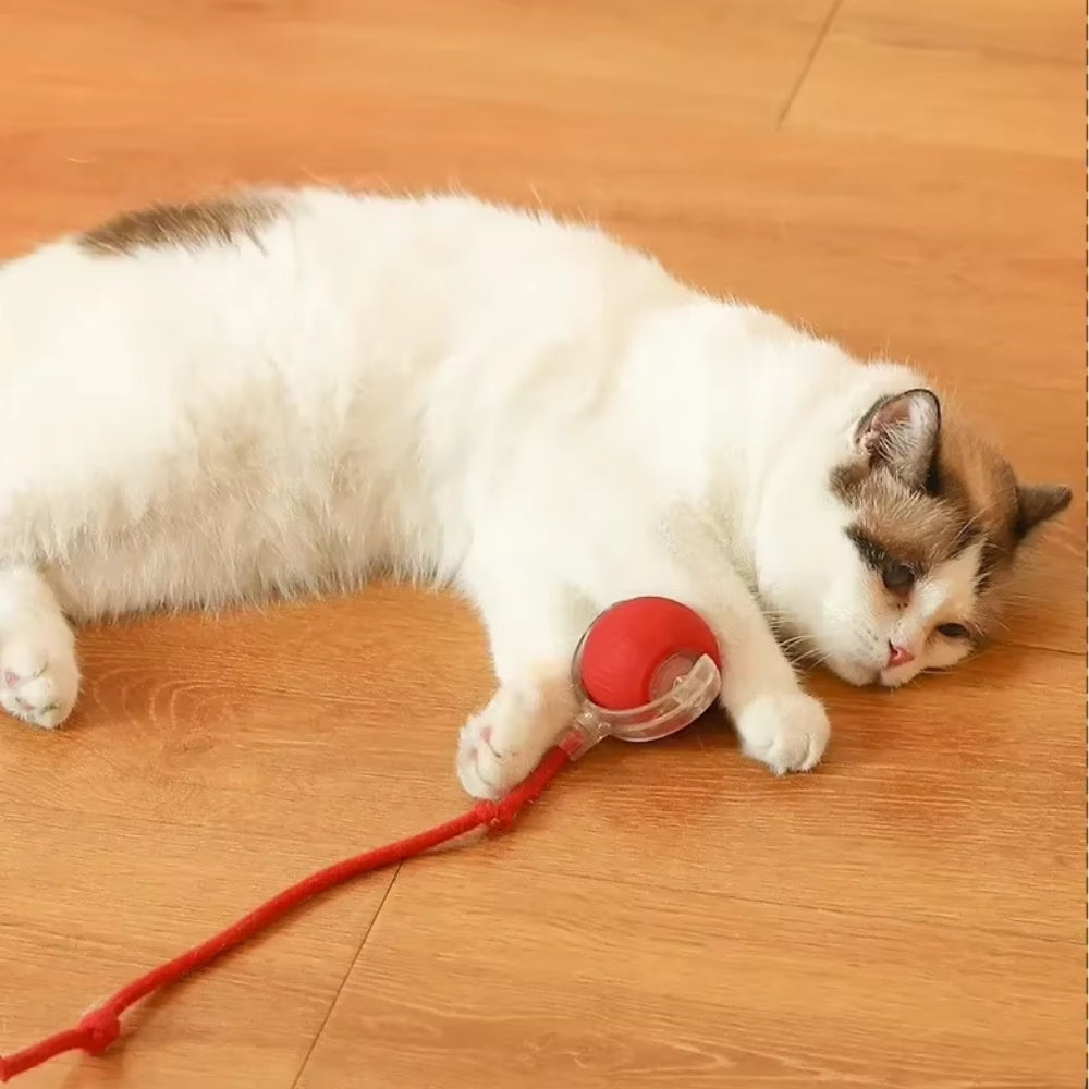 Toy Dog Cat Interactive Rechargeable Rolling Ball with Faux Tail Pawfectfriend