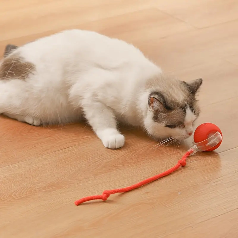 Toy Dog Cat Interactive Rechargeable Rolling Ball with Faux Tail Pawfectfriend